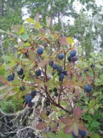 IMG_20220727_153631.jpg