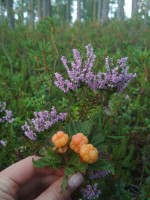 IMG_20220730_174414.jpg