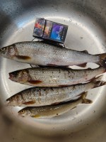 IMG_20231005_204051.jpg