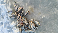 IMG-20240323-WA0025.jpeg