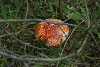 IMG_8896.JPG