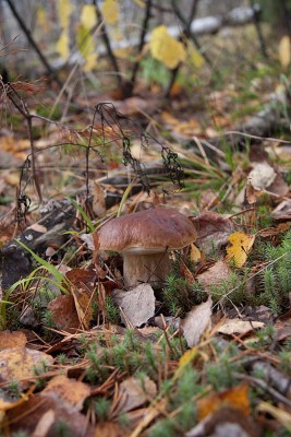 griby 9-10-2011.jpg