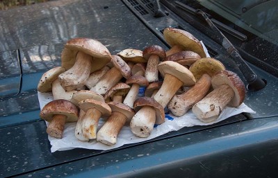 griby 9-10-2011_1.jpg