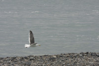 _MG_8867.JPG