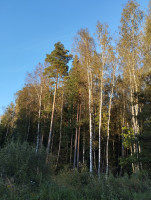 IMG_20250910_174506.jpg
