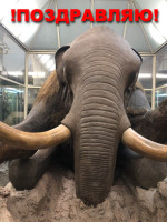поздравлялка мамонта.jpg