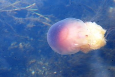 DSC_0827.JPG