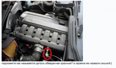 сис.jpg