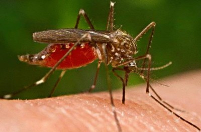 mosquito_01.jpg