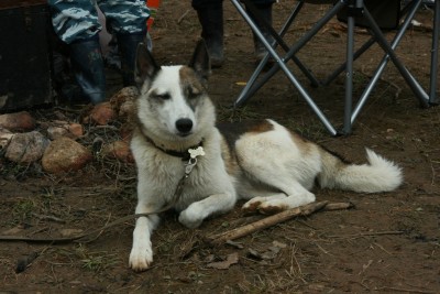 Домино-трофи 012.JPG