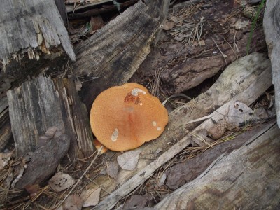 DSCF0050.JPG
