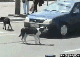 201207051756444ff5d55c51719.gif
