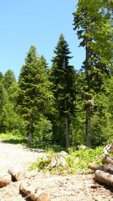P1010687_resize.JPG