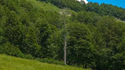 одинокое засохшее деревцо