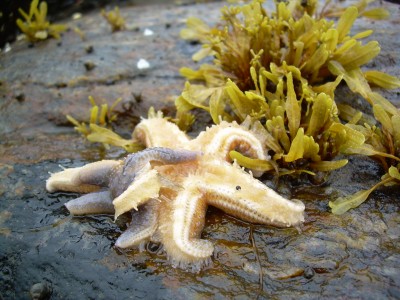 секс морских звезд