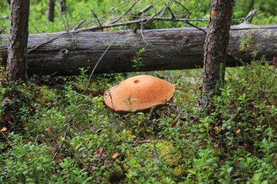 Изменение размера IMG_8856.JPG