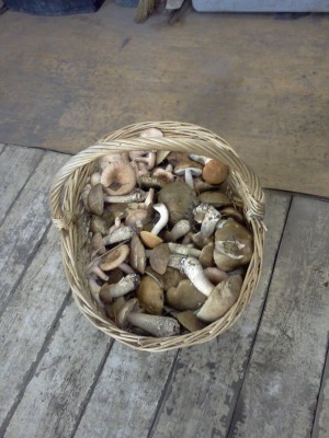 IMG091.jpg