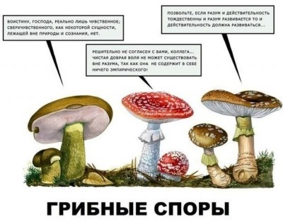 грибы.jpg