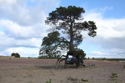 кузомень