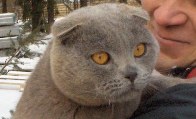 кот.JPG
