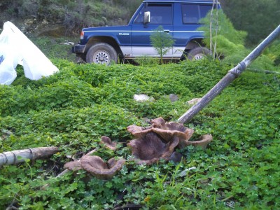 gruzdi (4).jpg