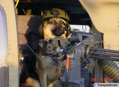 gun_dog.jpg